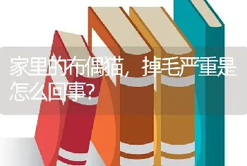 家里的布偶猫，掉毛严重是怎么回事？