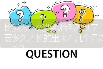 比熊为什么要剃胎毛？剃了要多久才长的出来？几个月剃一次？