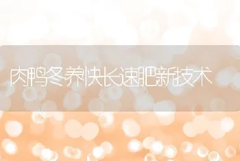 肉鸭冬养快长速肥新技术