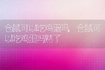 仓鼠可以吃鸡蛋吗，仓鼠可以吃鸡蛋吗熟了