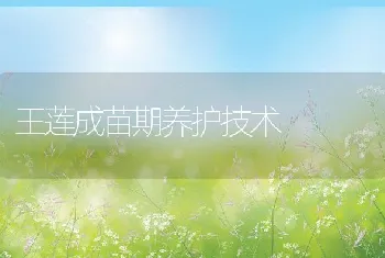 王莲成苗期养护技术