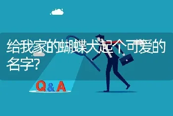 给我家的蝴蝶犬起个可爱的名字？